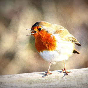 Pettirosso