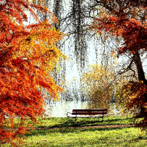Paesaggio autunnale con alberi, prato, laghetto e panchina