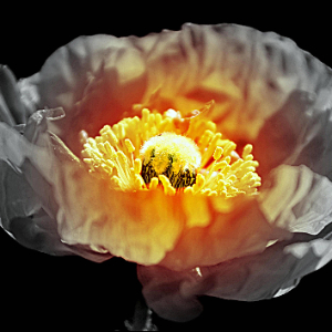 Primo piano di un fiore