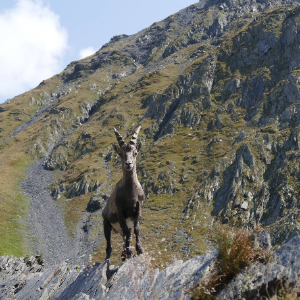 Paesaggio montano con stambecco e bandiera svizzera