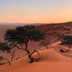 Deserto con piante sparse al tramonto