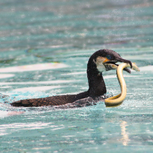 Uccello in acqua con un'anguilla nel becco
