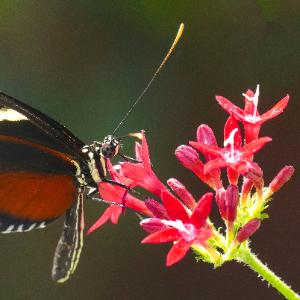 Primo piano di farfalla su un fiore