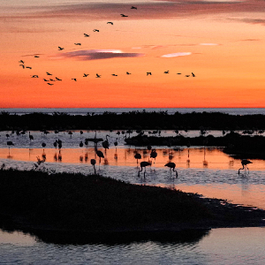 Fenicotteri al tramonto in zona paludosa