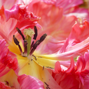 Primo piano di un fiore
