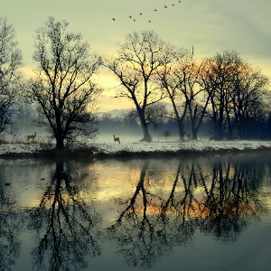 Paesaggio invernale con alberi riflessi nell'acqua e caprioli in lontananza