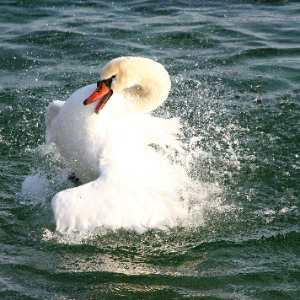 Cigno nel lago