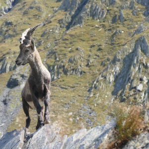 Stambecco in paesaggio montano roccioso