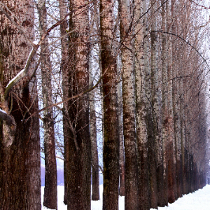 Bosco innevato