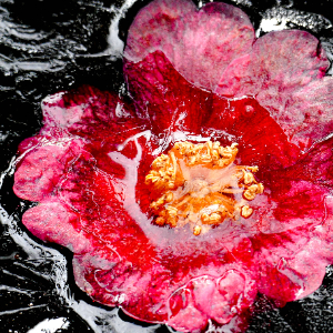 Fiore ricoperto di ghiaccio