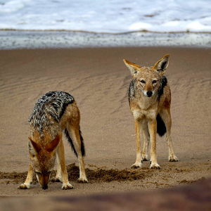 Sciacalli sulla spiaggia