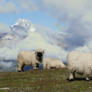 Pecore al pascolo su un prato di montagna
