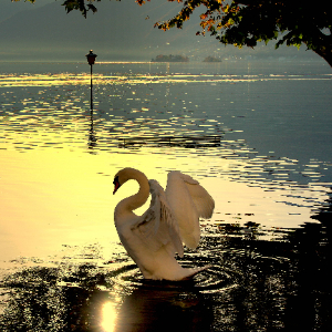 Cigno in un lago esondato
