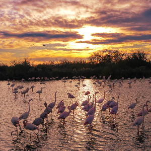Fenicotteri al tramonto