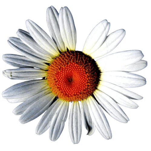Logo Daisy Patritti
